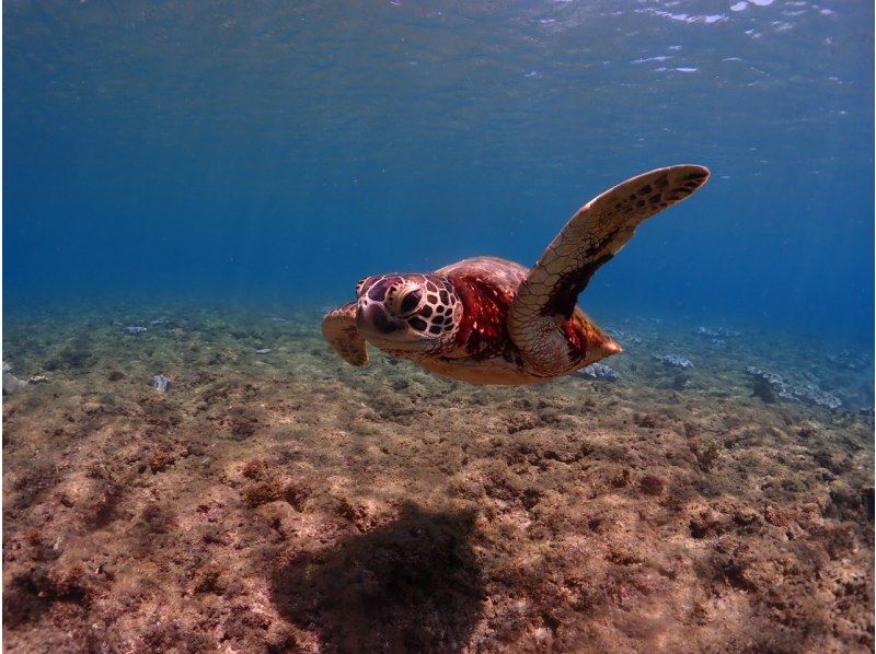 [Yakushima - Introductory Diving] [Standard Course] [1 Dive] "Decide while you try!" "Build peace of mind♪" "Increase satisfaction!" Beginners' specialty store "Yumekoji"の紹介画像
