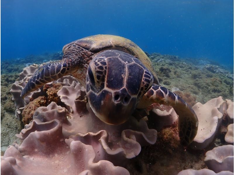 [Yakushima - Introductory Diving] [Standard Course] [1 Dive] "Decide while you try!" "Build peace of mind♪" "Increase satisfaction!" Beginners' specialty store "Yumekoji"の紹介画像