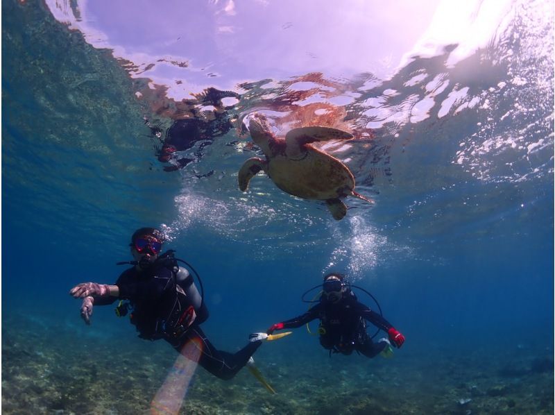 [Yakushima - Introductory Diving] [Standard Course] [1 Dive] "Decide while you try!" "Build peace of mind♪" "Increase satisfaction!" Beginners' specialty store "Yumekoji"の紹介画像