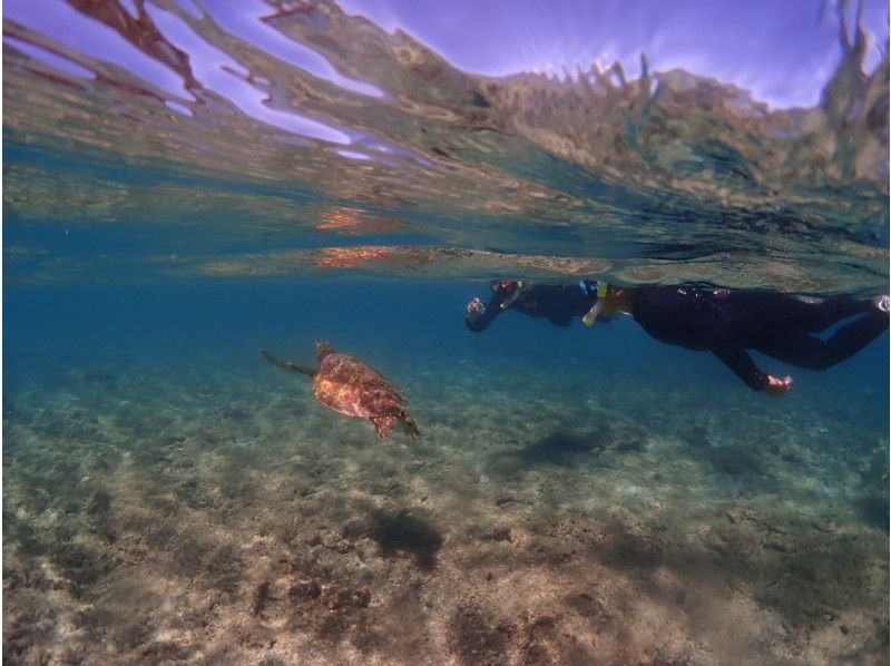 [Yakushima]Snorkeling Tour 60 minutes course [morning / afternoon]の紹介画像