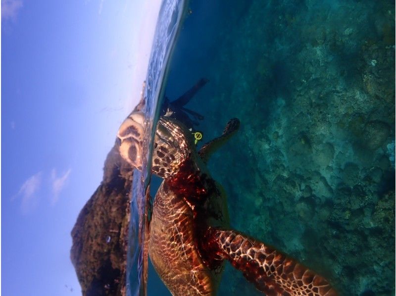 [Yakushima]Snorkeling Tour 60 minutes course [morning / afternoon]の紹介画像
