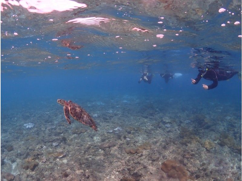 [Yakushima]Snorkeling Tour 60 minutes course [morning / afternoon]の紹介画像