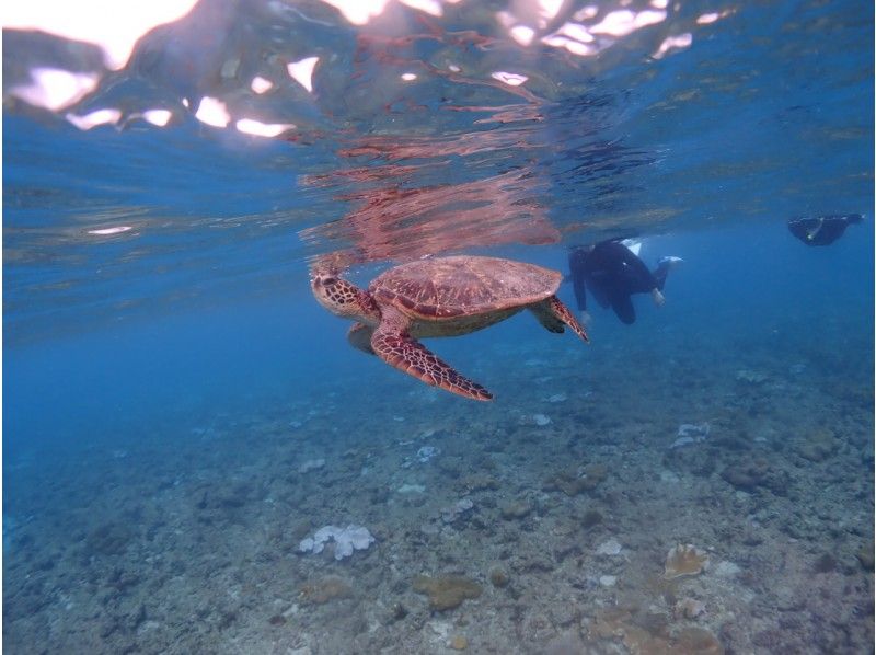 [Yakushima]Snorkeling Tour 60 minutes course [morning / afternoon]の紹介画像