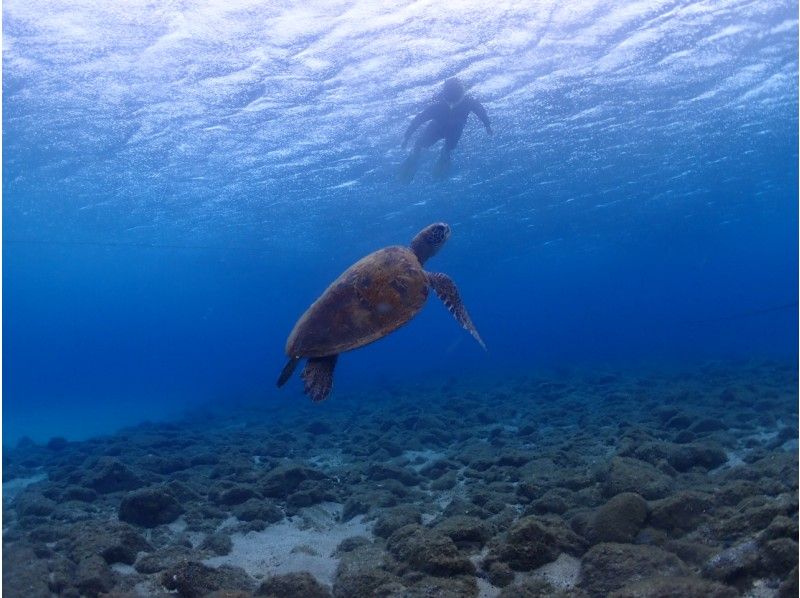 [Yakushima]Snorkeling Tour 60 minutes course [morning / afternoon]の紹介画像