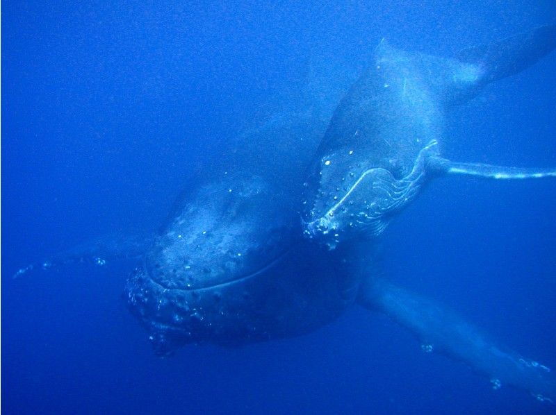 [From Okinawa/Naha] Powerful! Okinawa Whale Swim Tour [City transfer from Naha possible, 1 person possible ★ Underwater photo gift]の紹介画像
