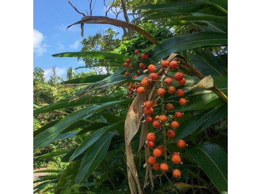 沖縄・石垣島】島の植物「月桃」でストールを染めよう