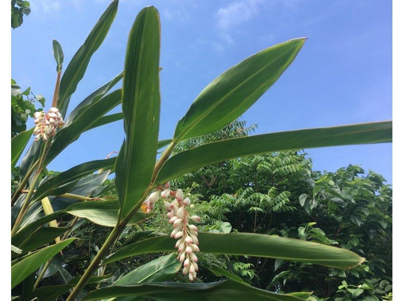 【沖縄・石垣島】島の植物「月桃」でストールを染めよう！の紹介画像