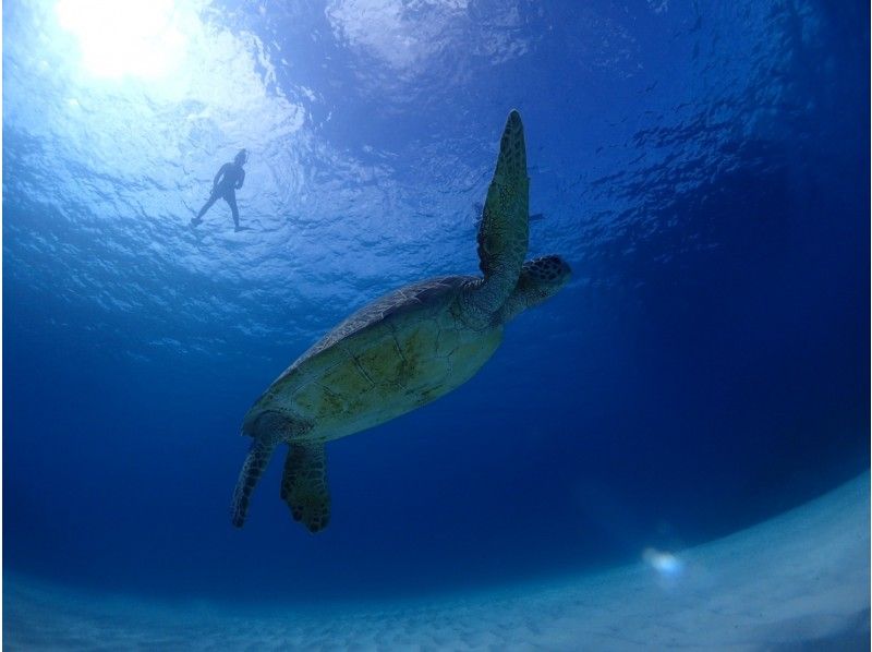 【石垣島・幻の島】憧れの大物を求めて！ウミガメorマンタ遠征シュノーケル＆幻の島上陸（半日3.5ｈ）の紹介画像