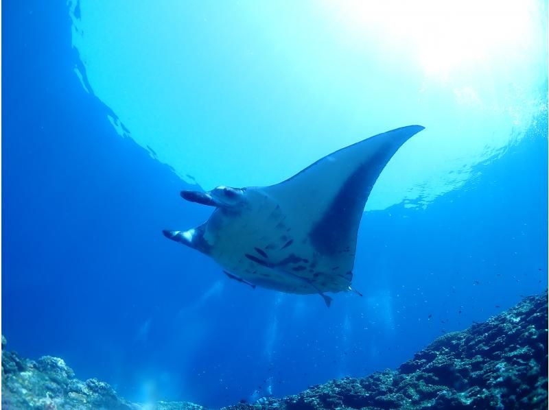 【石垣島・幻の島】憧れの大物を求めて！ウミガメorマンタ遠征シュノーケル＆幻の島上陸（半日3.5ｈ）の紹介画像