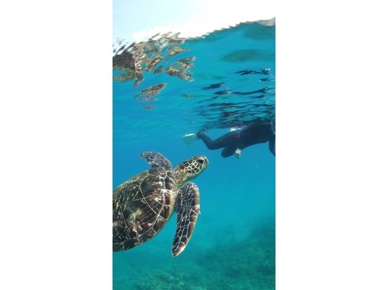 [Kagoshima ・ Yakushima 】 Let's go see the sea turtle! Snorkel tour (half-day course)