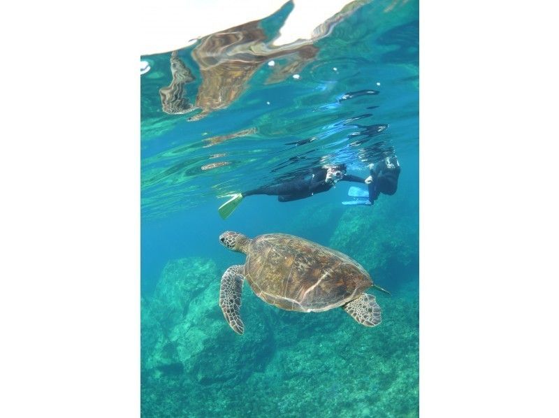 [Kagoshima ・ Yakushima 】 Let's go see the sea turtle! Snorkel tour (half-day course)