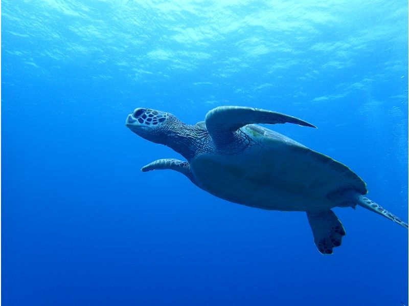 [Okinawa / Ishigaki Island] A gift of nature! Blue Cave Exploration & Sea Turtle Snorkeling Tour!