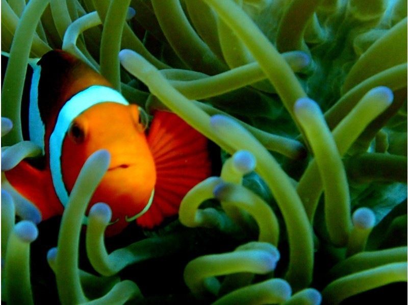 【石垣島・青の洞窟】青の洞窟＆ウミガメシュノーケリングツアー！（半日）お得に泳ごう！の紹介画像