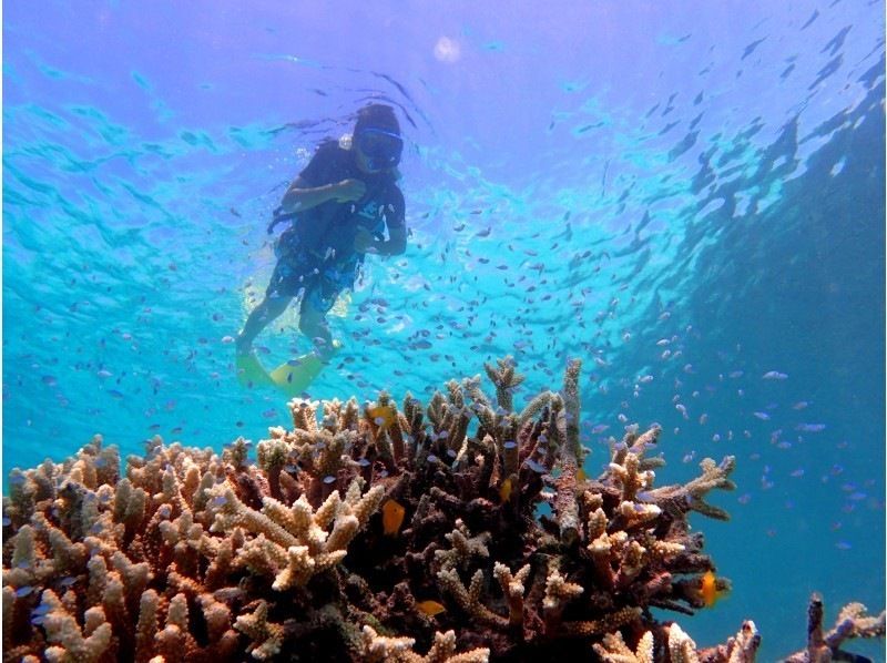 【石垣島・青の洞窟】青の洞窟＆ウミガメシュノーケリングツアー！（半日）お得に泳ごう！の紹介画像