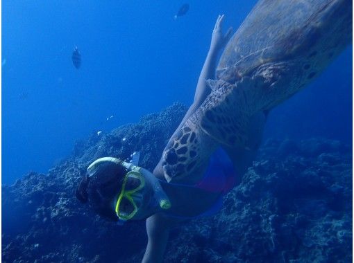 沖縄県のシュノーケリングの予約 日本旅行 オプショナルツアー アクティビティ 遊びの体験予約