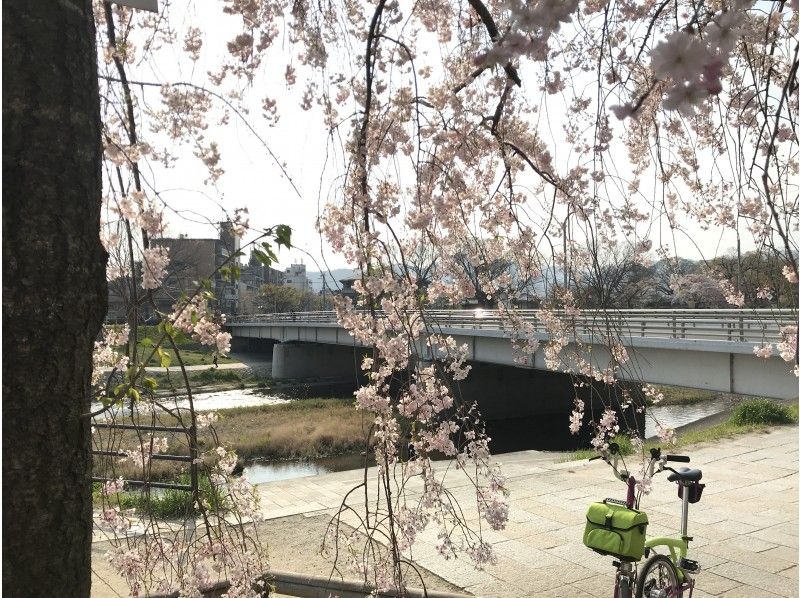 [Kyoto / Nishijin] Limited to one group ☆ Private custom cherry-blossom viewing pottering ☆ With the longed-for BROMPTON, go to the best cherry blossoms at that time! (3.5h)の紹介画像