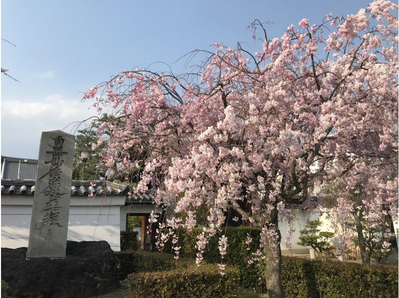 [Kyoto / Nishijin] Limited to one group ☆ Private custom cherry-blossom viewing pottering ☆ With the longed-for BROMPTON, go to the best cherry blossoms at that time! (3.5h)の紹介画像