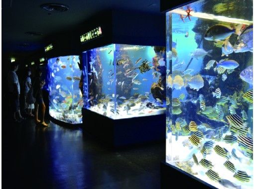 オンラインツアー 三重 鳥羽水族館 うら側探検隊 スナメリツアー ご自宅からオンラインで参加 水族館の裏側をスタッフがご案内 アクティビティジャパン オンラインツアー 三重 鳥羽水族館 うら側探検隊 スナメリツアー ご自宅からオンラインで参加 水族館の裏側をスタッフがご案内 アクティビティジャパン