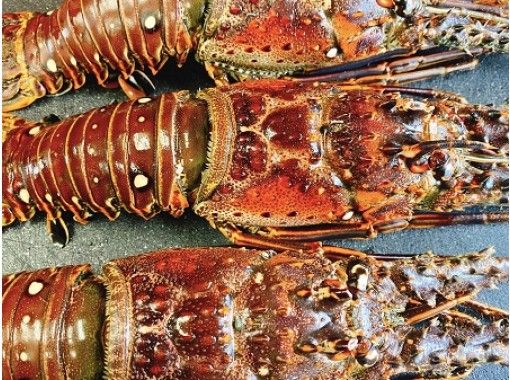 沖縄美 国頭郡 沖縄最上級bbqプラン 大人気感動のサンセットプラン美ら海水族館近 くで手ぶらでbbq アクティビティジャパン