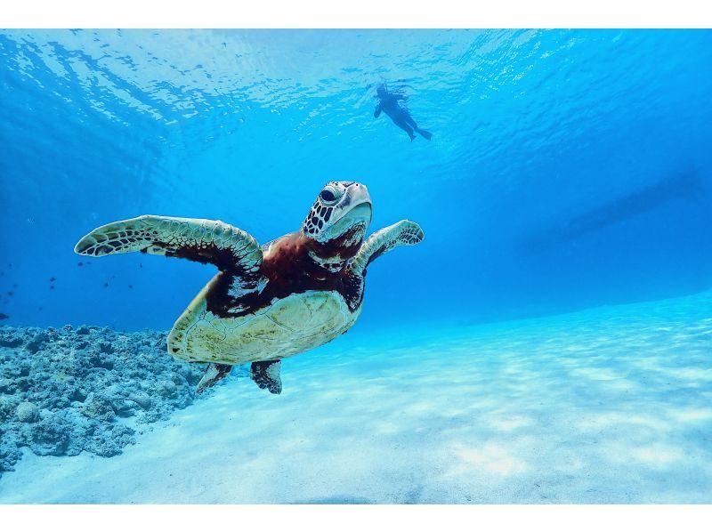 [Okinawa Kerama Island] Experience diving with sea turtles on uninhabited islands!