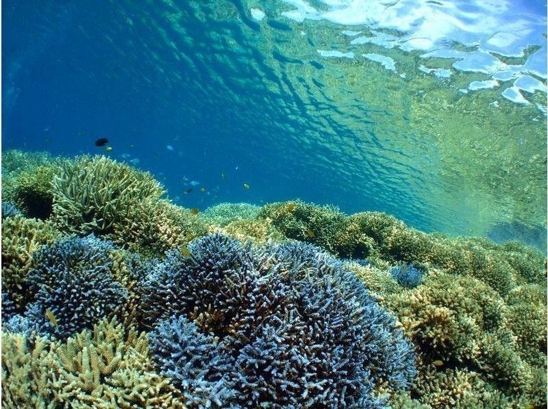 เกาะอิริโอะโมะเตะ การจองการดำน้ำตื้น อันดับการจอง ทัวร์แนะนำ อิดะโนะฮามะ บรรยากาศเหมือนชายหาดส่วนตัว ดำน้ำดูปะการัง แนวปะการัง อิริโอะโมะเตะ พายเรือคายัค