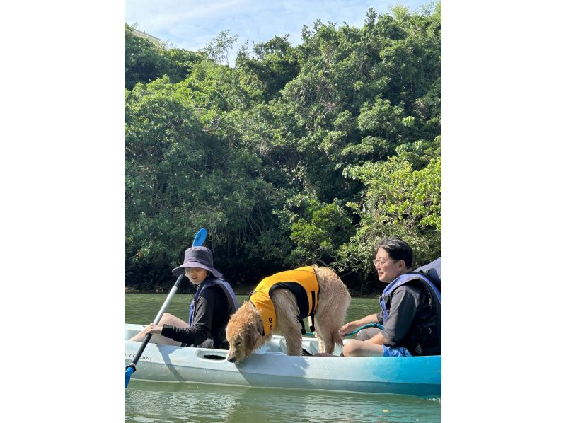 Kayak experience with pets! Healing tour with subtropical nature ★Free photos, rental items, and showers!の紹介画像