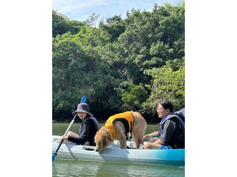 SALE Kayaking with pets! Enjoy a healing tour in the subtropical nature with your pet. ★Free photos, rental items, and showers! ★Popular! Comfortable new facilitiesの紹介画像