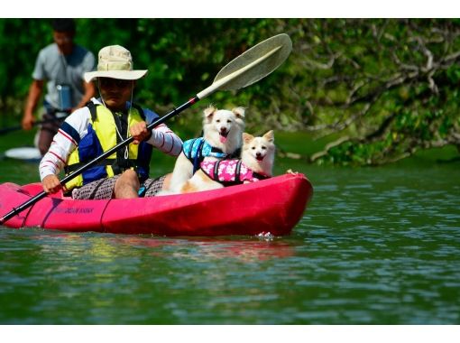 Dog on a kayak