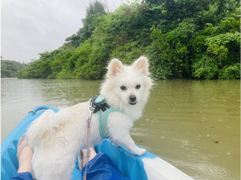 Kayak experience with pets! Healing tour with subtropical nature ★Free photos, rental items, showers