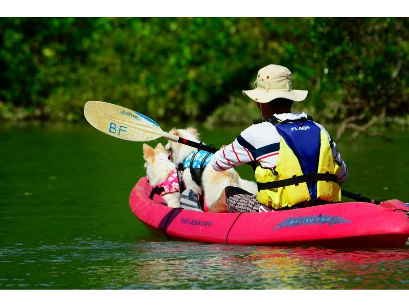 Super Summer Sale 2024 Kayaking experience with pets! A healing tour in the subtropical nature ★ Free photos, rental items, and showers!の紹介画像