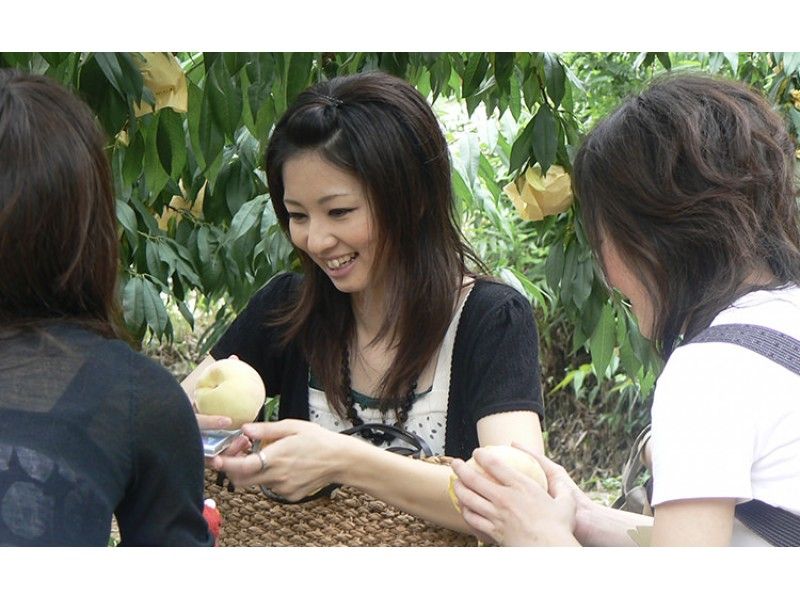 【Okayama・Akaiwa】 White Peach Picking Experience 「2pcs+Sampling 2pcs」（60min）の紹介画像