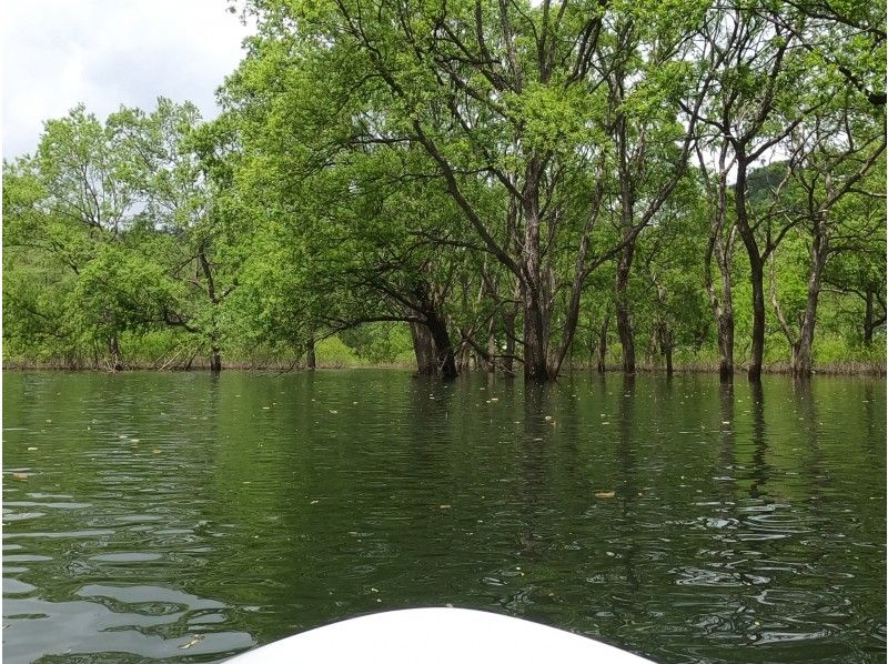 【山形・飯豊】幻想的な白川湖水没林でゆったりとした時間を過ごすSUPorカヤックプレミアム体験 ♪　山形駅からの無料送迎可、写真サービス！の紹介画像