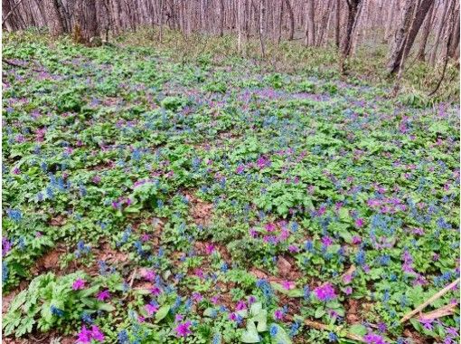 北海道 旭川 プロガイドと行くカタクリの大群落フラワーハイキング In 突哨山 初心者ok アクティビティジャパン 北海道 旭川 プロガイドと行くカタクリの大群落フラワーハイキング In 突哨山 初心者ok アクティビティジャパン