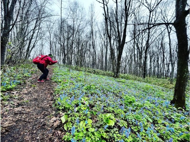 [Asahikawa, Hokkaido] A large community of erythronium with a professional guide Flower hiking in Totsushozan <Beginner OK>の紹介画像