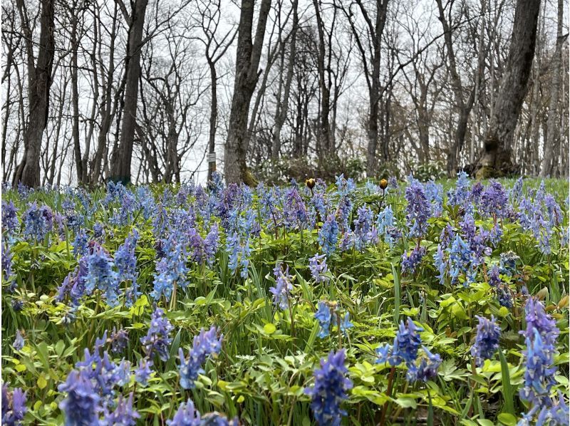 [Asahikawa, Hokkaido] A large community of erythronium with a professional guide Flower hiking in Totsushozan <Beginner OK>の紹介画像