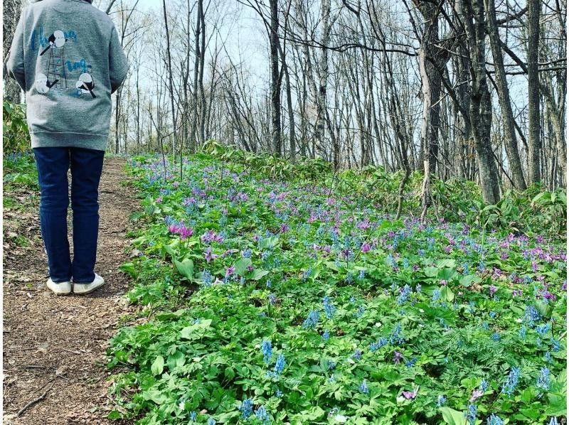 [Asahikawa, Hokkaido] A large community of erythronium with a professional guide Flower hiking in Totsushozan <Beginner OK>