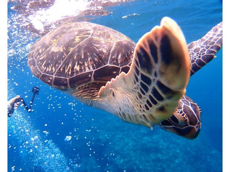 おすすめ★最安【石垣島シュノーケリング・ウミガメ・PM半日】遭遇率90％！お魚＆ウミガメシュノーケルボートツアー☆写真撮影無料☆の紹介画像