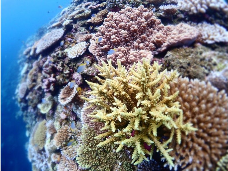 おすすめ★最安【石垣島シュノーケリング・ウミガメ・PM半日】遭遇率90％！お魚＆ウミガメシュノーケルボートツアー☆写真撮影無料☆の紹介画像