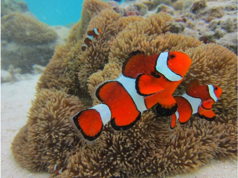 おすすめ★最安【石垣島シュノーケリング・ウミガメ・PM半日】遭遇率90％！お魚＆ウミガメシュノーケルボートツアー☆写真撮影無料☆の紹介画像