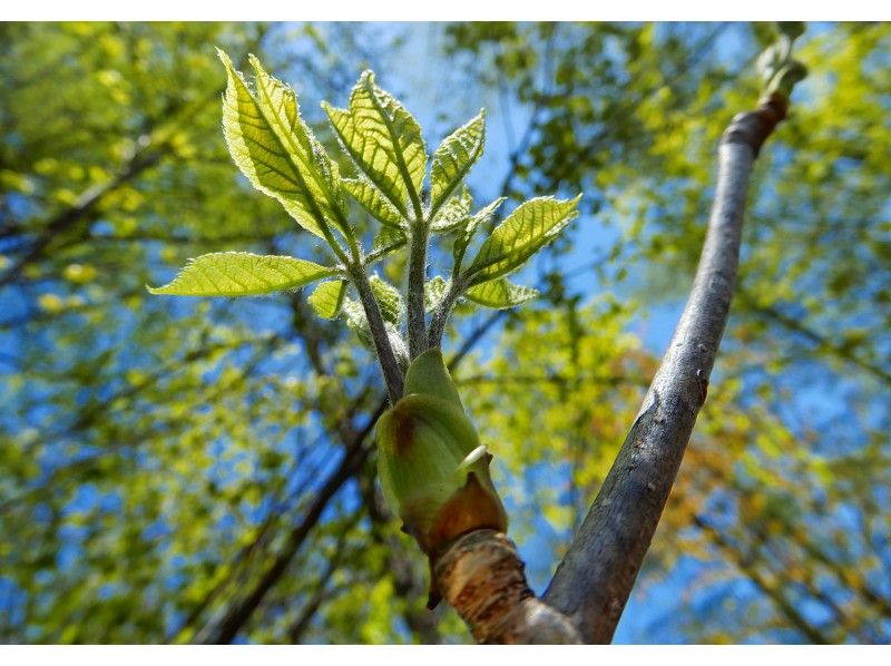 信州・南相木村】山菜採り体験プライベート | アクティビティジャパン