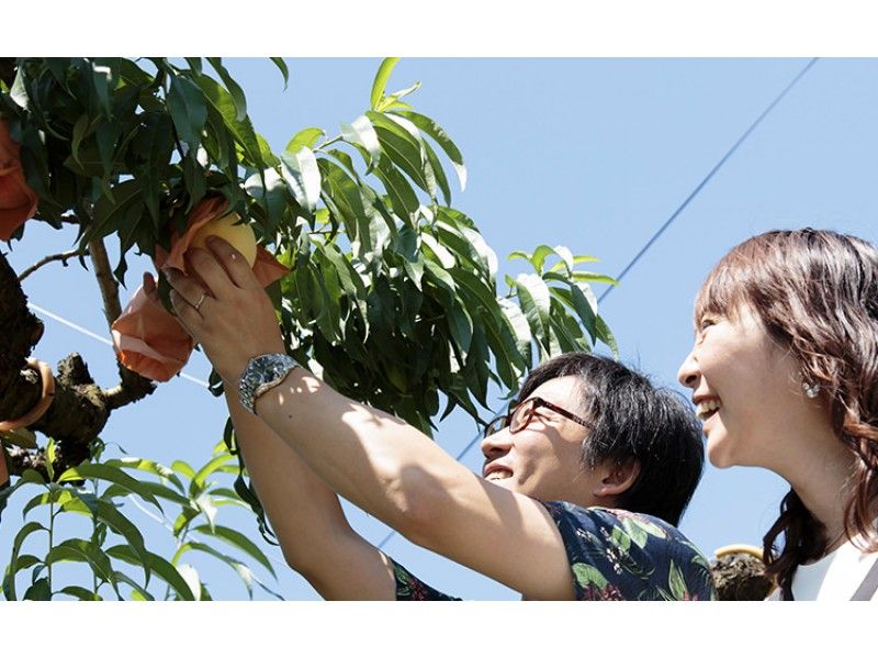 【Okayama・Akaiwa】 Peach Picking Experience 「2pcs+Sampling 2pcs」（60min）の紹介画像