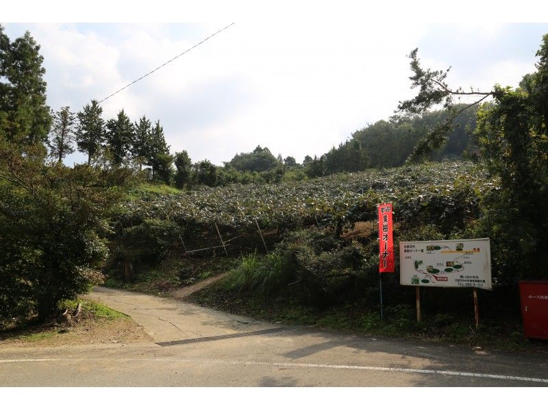 [Tokushima / Sanagochi Village] Enjoy the charm of kiwi! At a beautiful satoyama farm, you can experience harvesting and desserts!の紹介画像