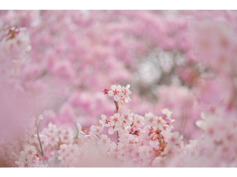 Cherry blossom viewing x activities│2025年Cherry blossoms開花予想とNationwideおすすめレジャー・体験・遊び