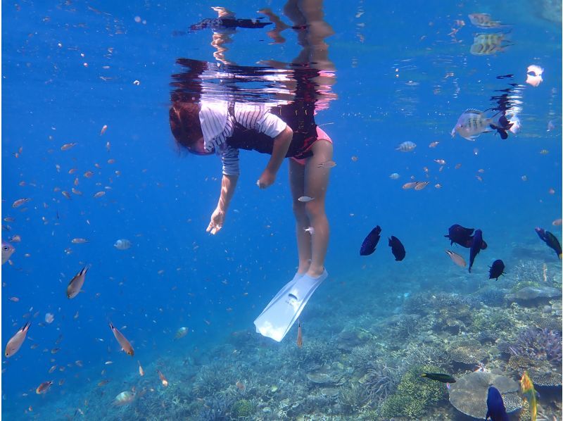 【沖縄・北部】☆完全貸し切り☆秘密の海でシュノーケリング！ビーチエントリーでサンゴだらけの海へご案内！本部町内送迎します！の紹介画像