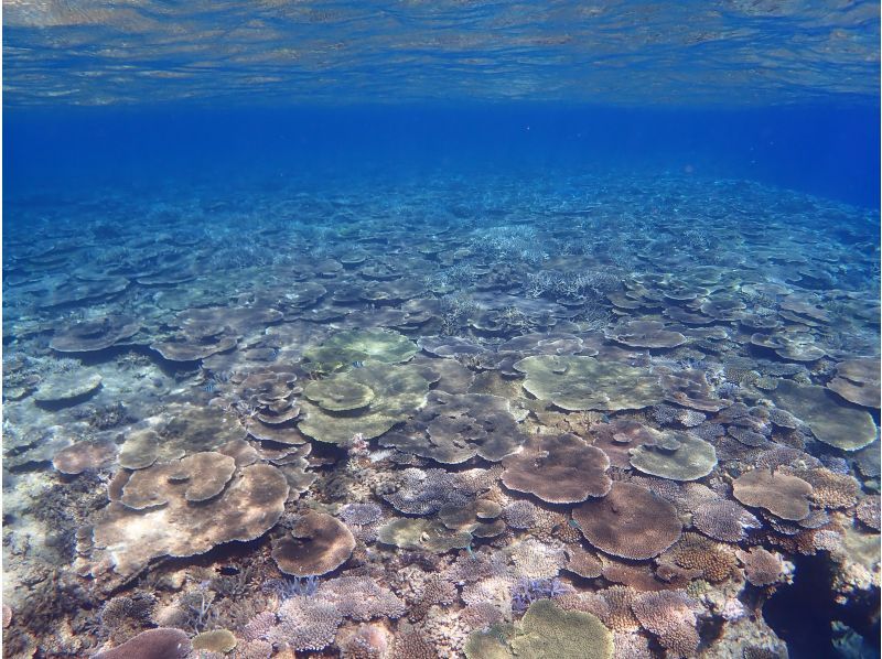 【沖縄・北部】☆完全貸し切り☆秘密の海でシュノーケリング！ビーチエントリーでサンゴだらけの海へご案内！本部町内送迎します！の紹介画像