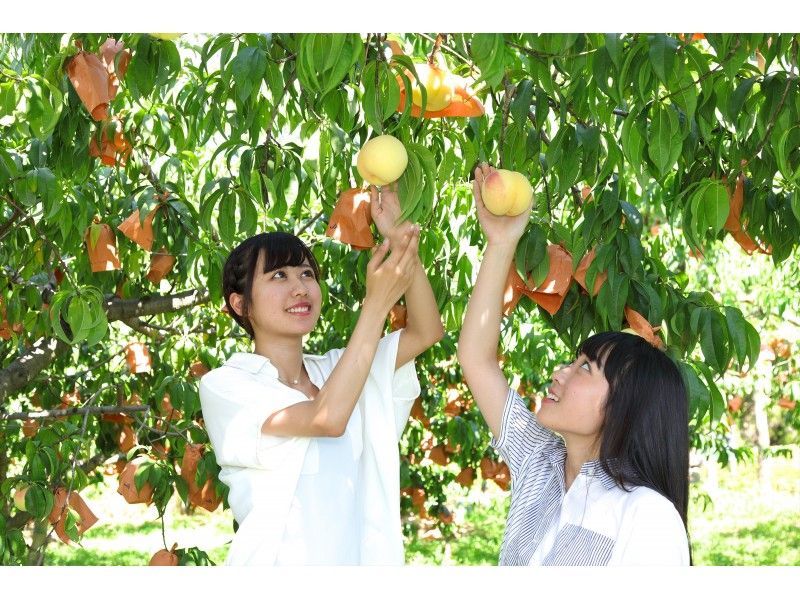 A woman enjoying a peach picking experience at Shimoden Sightseeing Bus Co., Ltd.