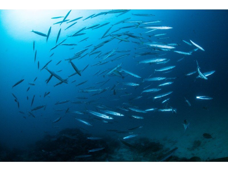 ［沖縄・北谷］温水シャワー・インナーで寒さ対策バッチリ！ボート体験ダビング1本！写真・餌やりサービスの紹介画像