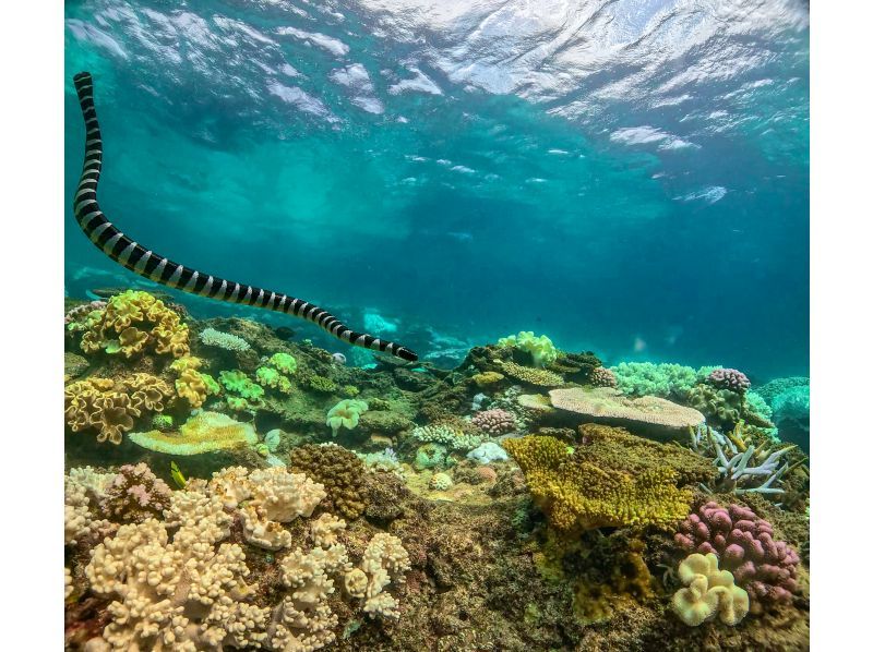 ［沖縄・北谷］温水シャワー・インナーで寒さ対策バッチリ！ボート体験ダビング1本！写真・餌やりサービスの紹介画像