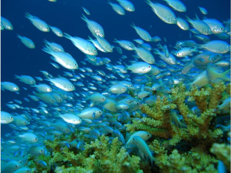 《シュノーケリングセット(ウエットスーツ込み)レンタル》空港から車で10分｜サイズ豊富｜洗い不要の紹介画像