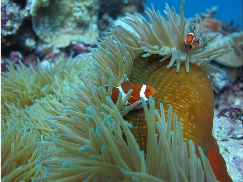《シュノーケリングセット(ウエットスーツ込み)レンタル》空港から車で10分｜サイズ豊富｜洗い不要の紹介画像